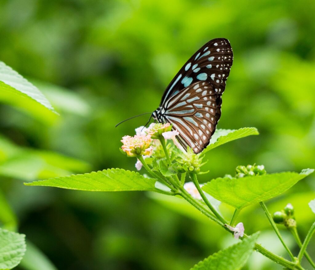 Photo by Jimmy Chan: https://www.pexels.com/photo/butterflies-perched-on-flower-1321524/